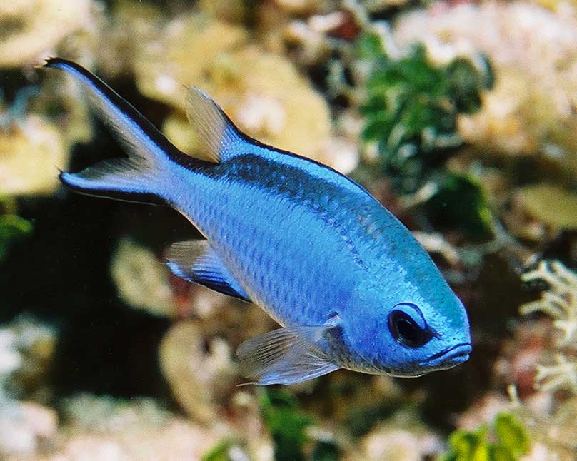  underwater photos pictures SCUBA diving blue chromis fish