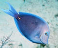underwater photo blue tang fish SCUBA Cayman Islands