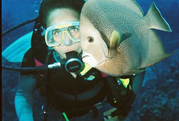 diver with angel fish in Cayman Islands