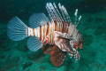 underwater photo lion fish SCUBA