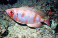 underwater photo orange and white fish Kenya Indian Ocean SCUBA