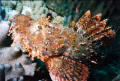 underwater photos SCUBA diving art scorpion fish