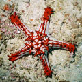 underwater photos SCUBA diving starfish