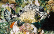 underwater photos SCUBA diving art scorpion fish