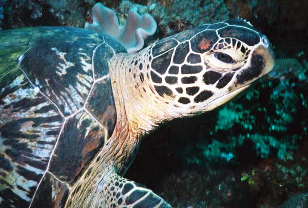 Turtle Indian ocean of coast of Kenya